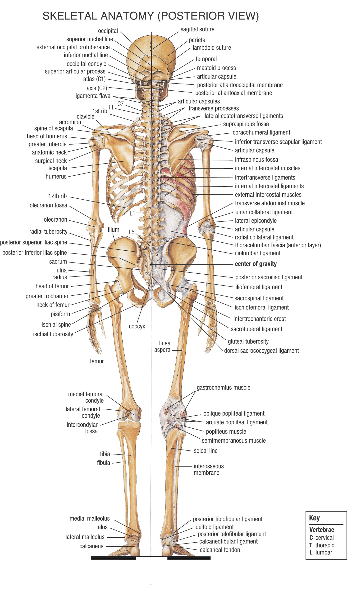 Human Anatomy - Ken To Fude No Ryu Kenshu Kai Karate - Soke Solly Said
